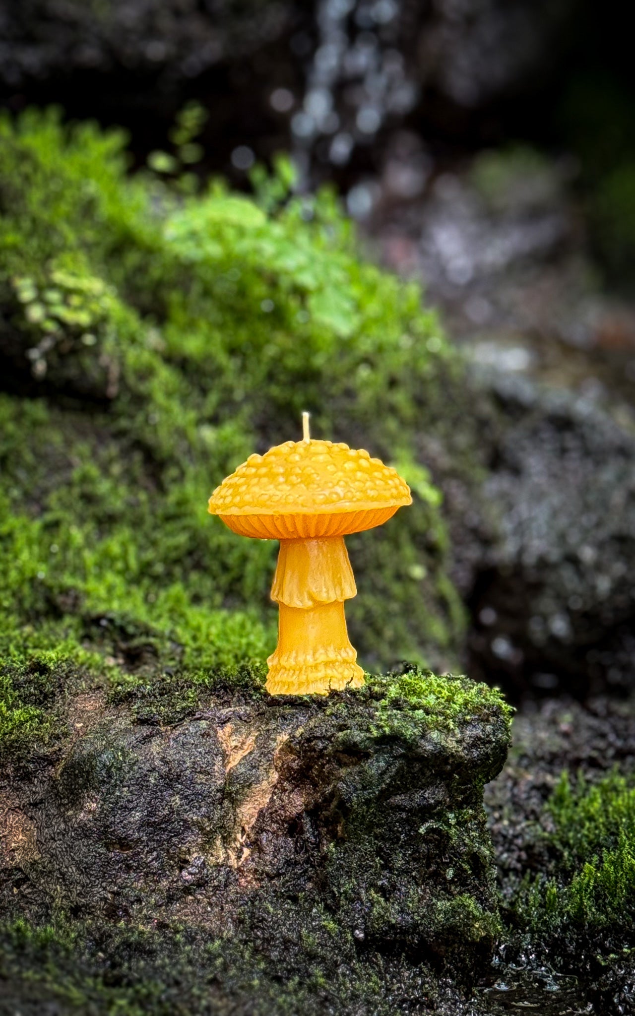 Amanita
