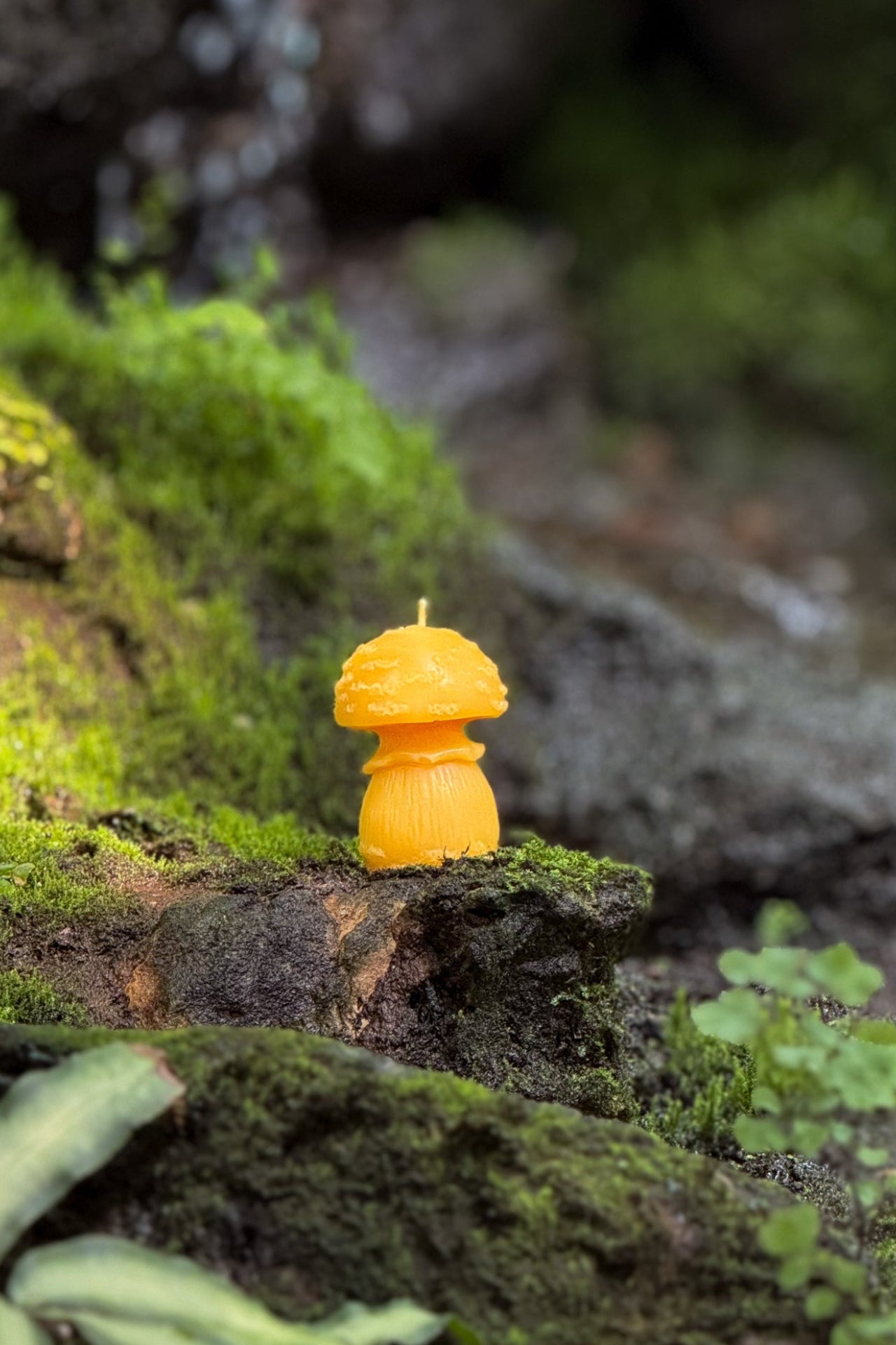 Amanita