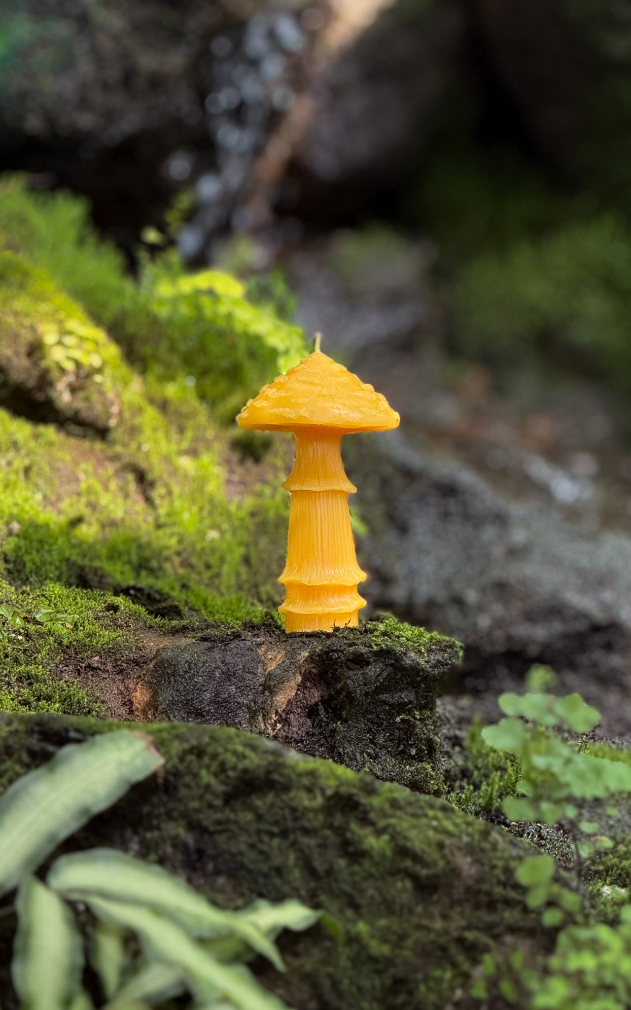 Amanita