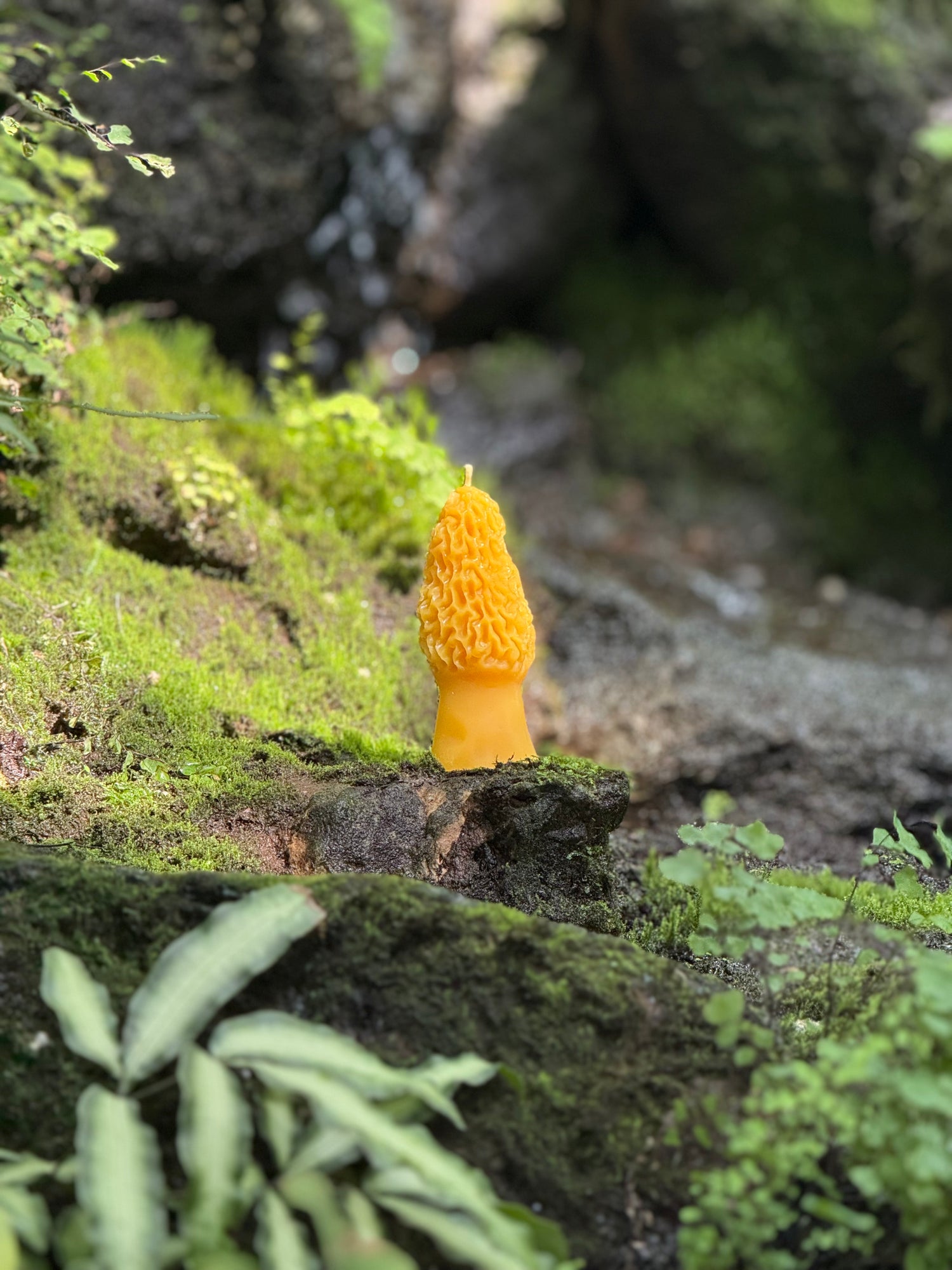 Morel
