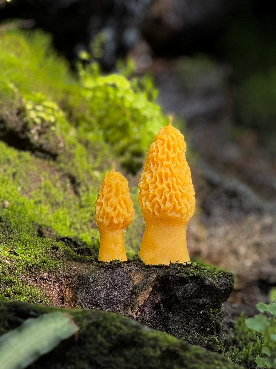 Two yellow morel mushrooms growing on a mossy rock with a natural background.