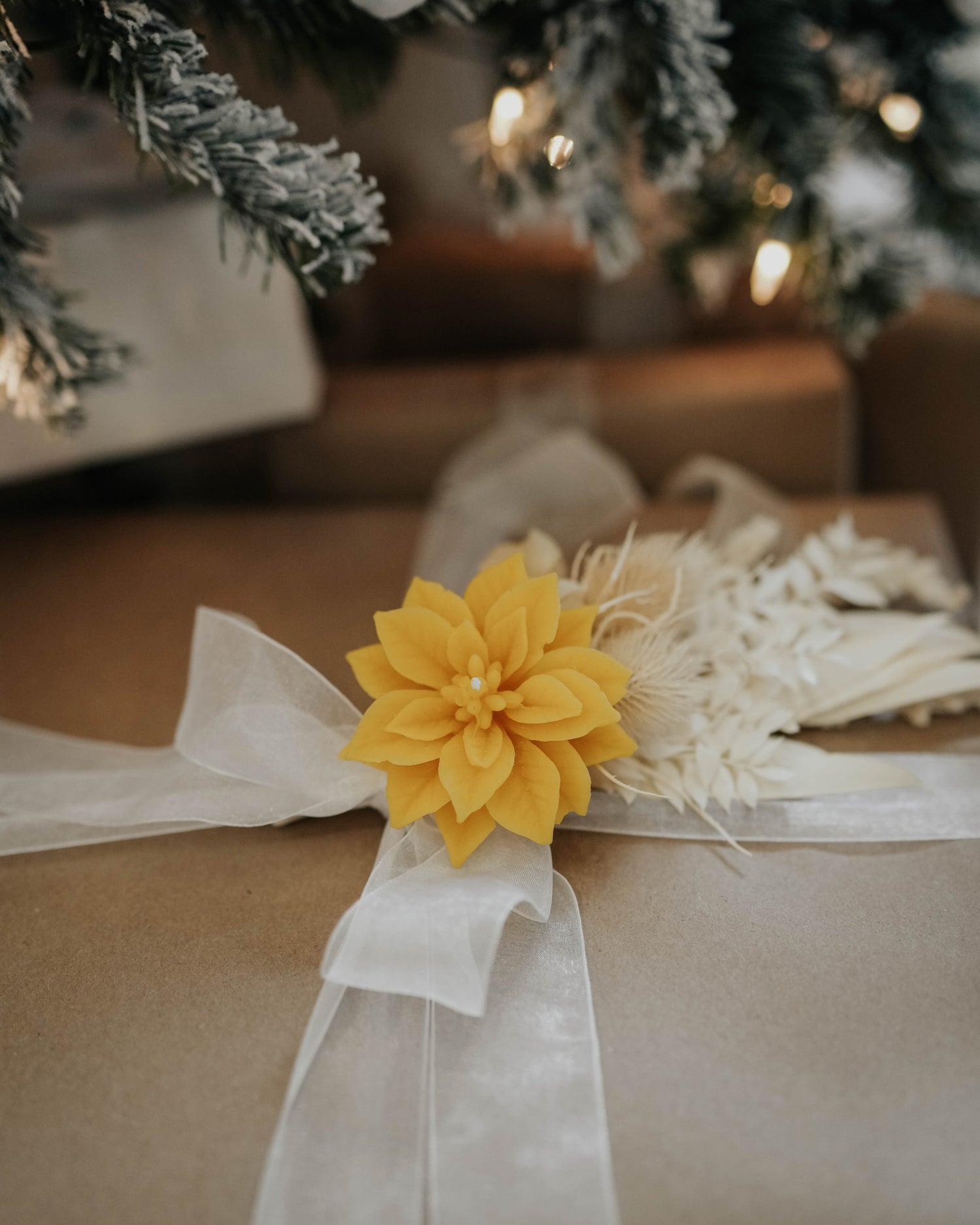 Poinsettia