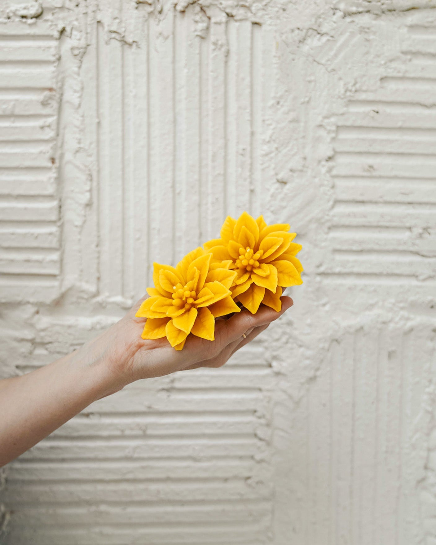 Poinsettia