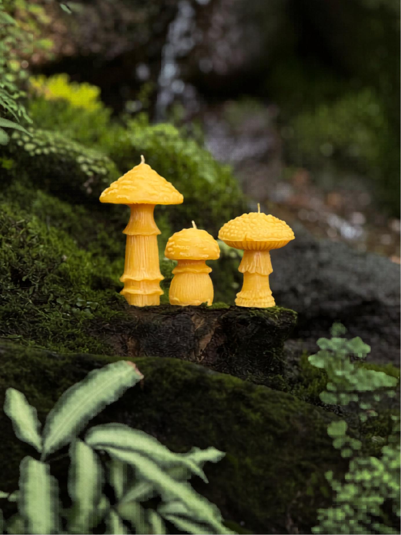 Amanita