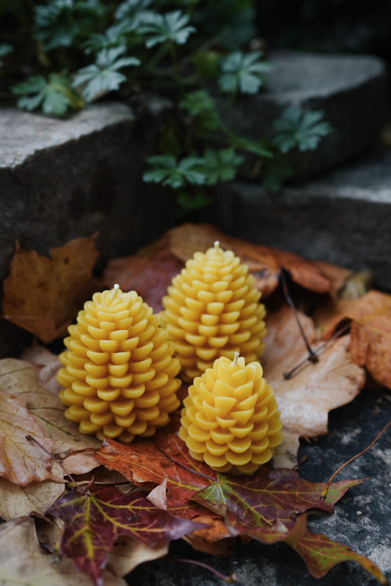Pinecones